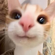 dandangoonigon's Avatar